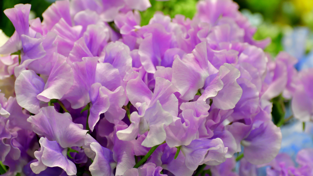 12 Fleurs du Mois de Naissance et Leur Signification ·